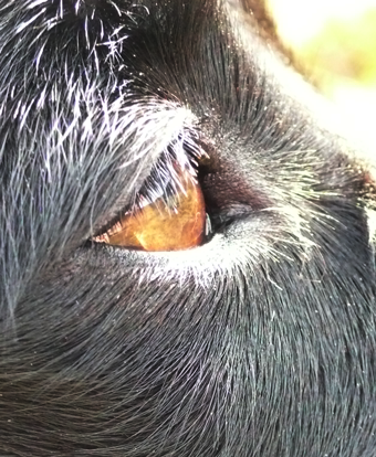 Hundeauge