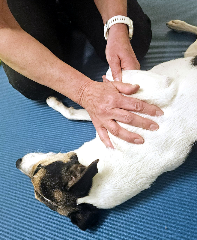 Behandlung von Hunden
