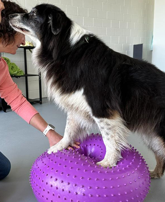 Vorderpfoten auf grossem Ball