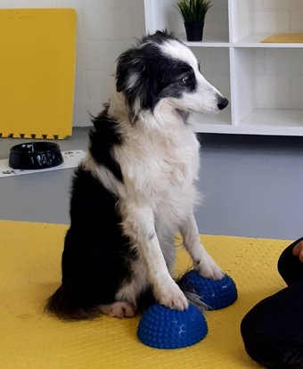 Vorderpfoten auf Bälle