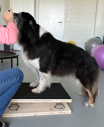 Behandlung von Hunden